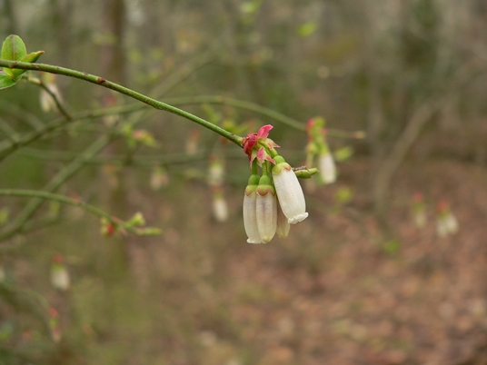 {Vaccinium elliottii}